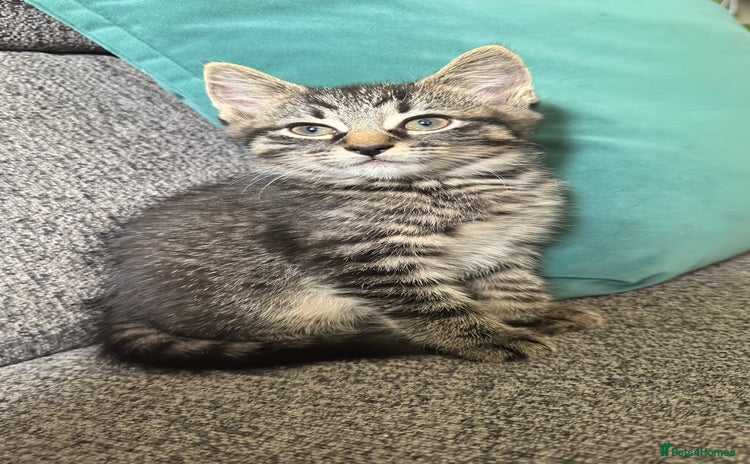 Mixed Breed cats - Advert 4
