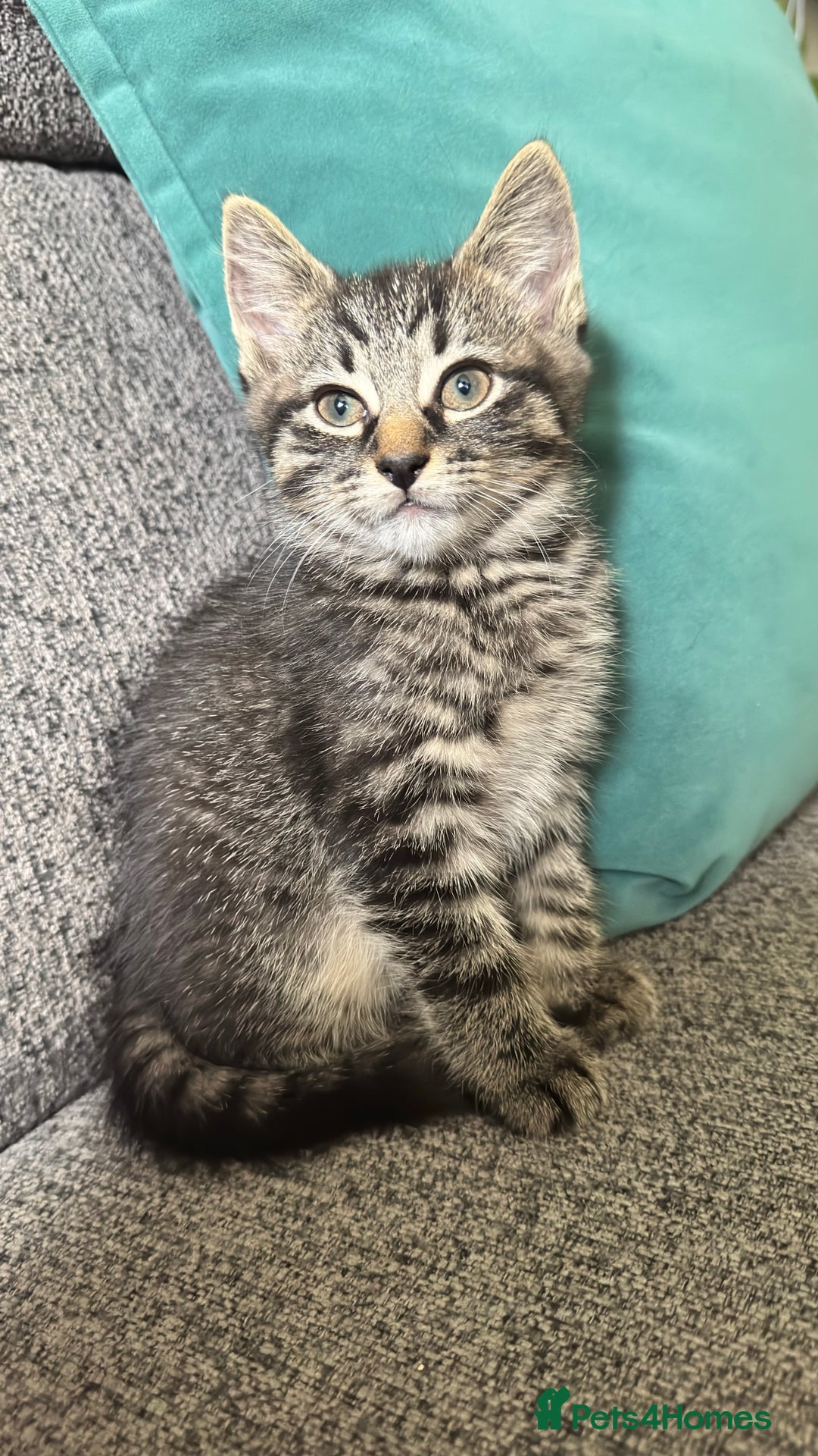 Mixed Breed cats for sale: Stunning kittens (3) - Image 1
