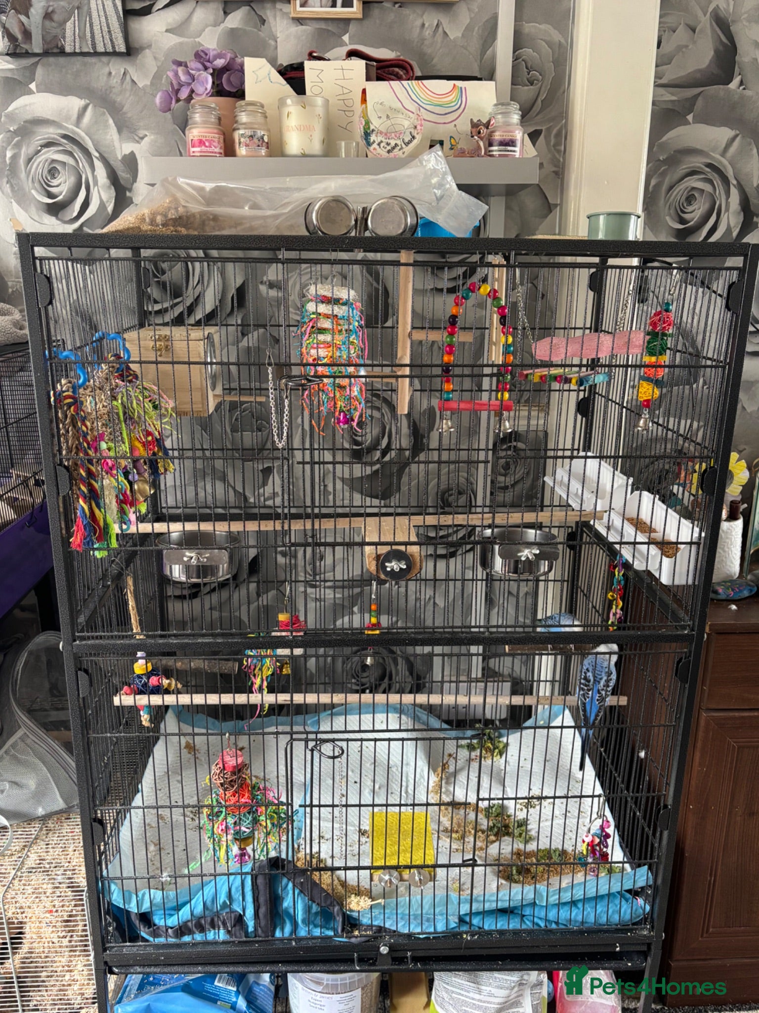 Budgerigars birds 2 male budgies for sale  - Advert 3
