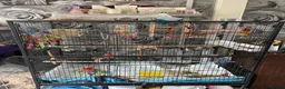 Budgerigars birds for sale: 2 male budgies for sale  - Advert 1