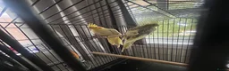 Cockatiels birds for sale: 2 beautiful cockatiels  in St Albans - Advert 1