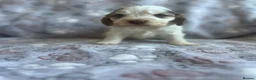 Cocker Spaniel dogs for sale: Fabulous show type KC reg health tested.   - Advert 14