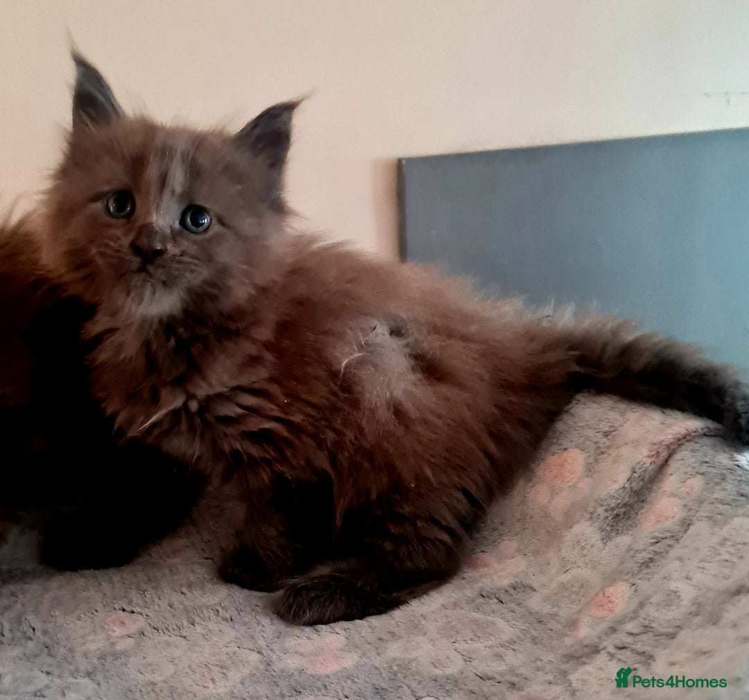 Maine Coon cats for sale: Full Pedigree Mainecoons available  - Image 4