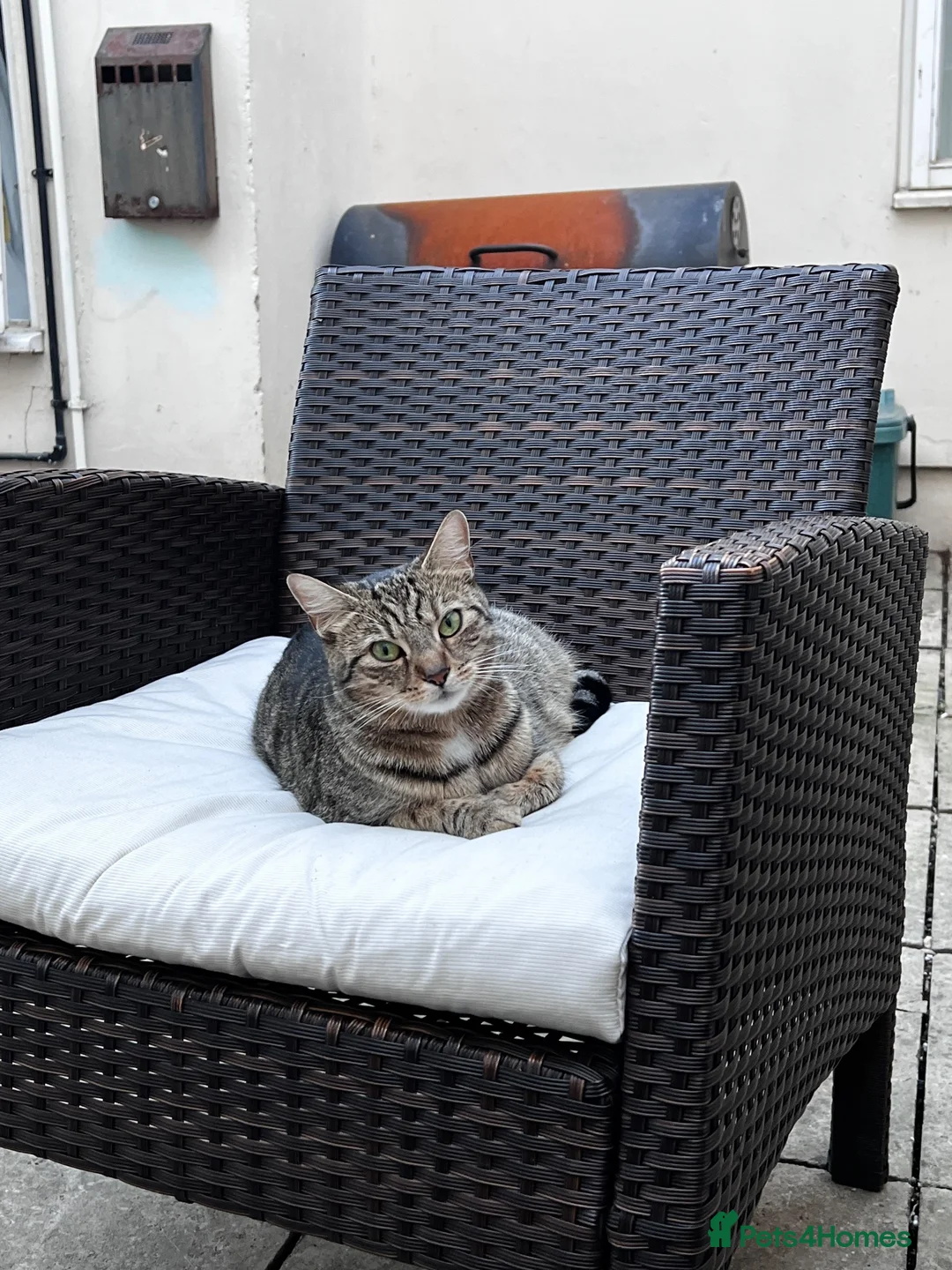 Mixed Breed cats for sale: Beautiful tabby kittens for new homes🐈🐈🐈‍⬛ - Advert 6