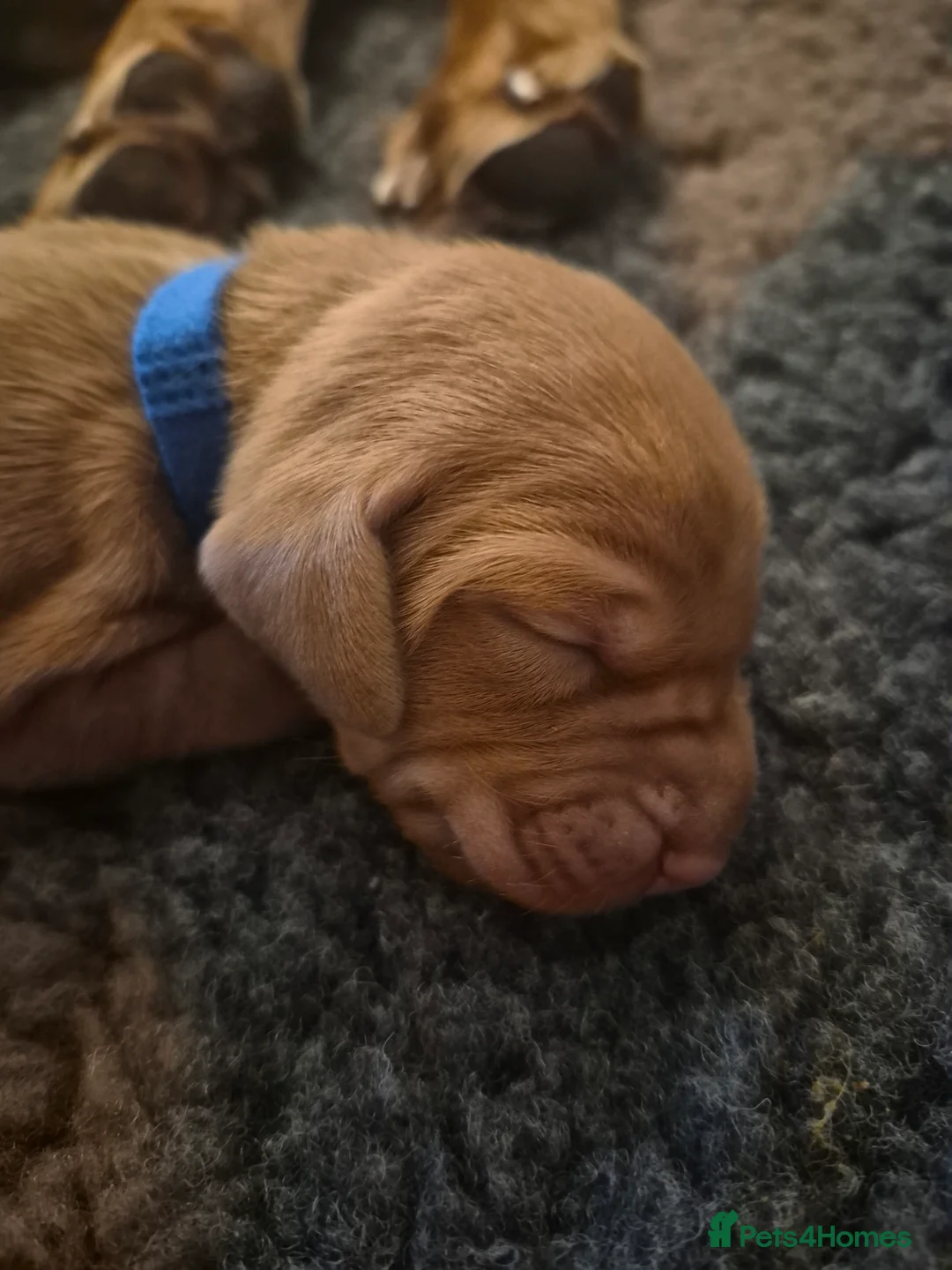 Hungarian Vizsla dogs for sale: Pedigree Vizsla Puppies in Doncaster - Advert 21
