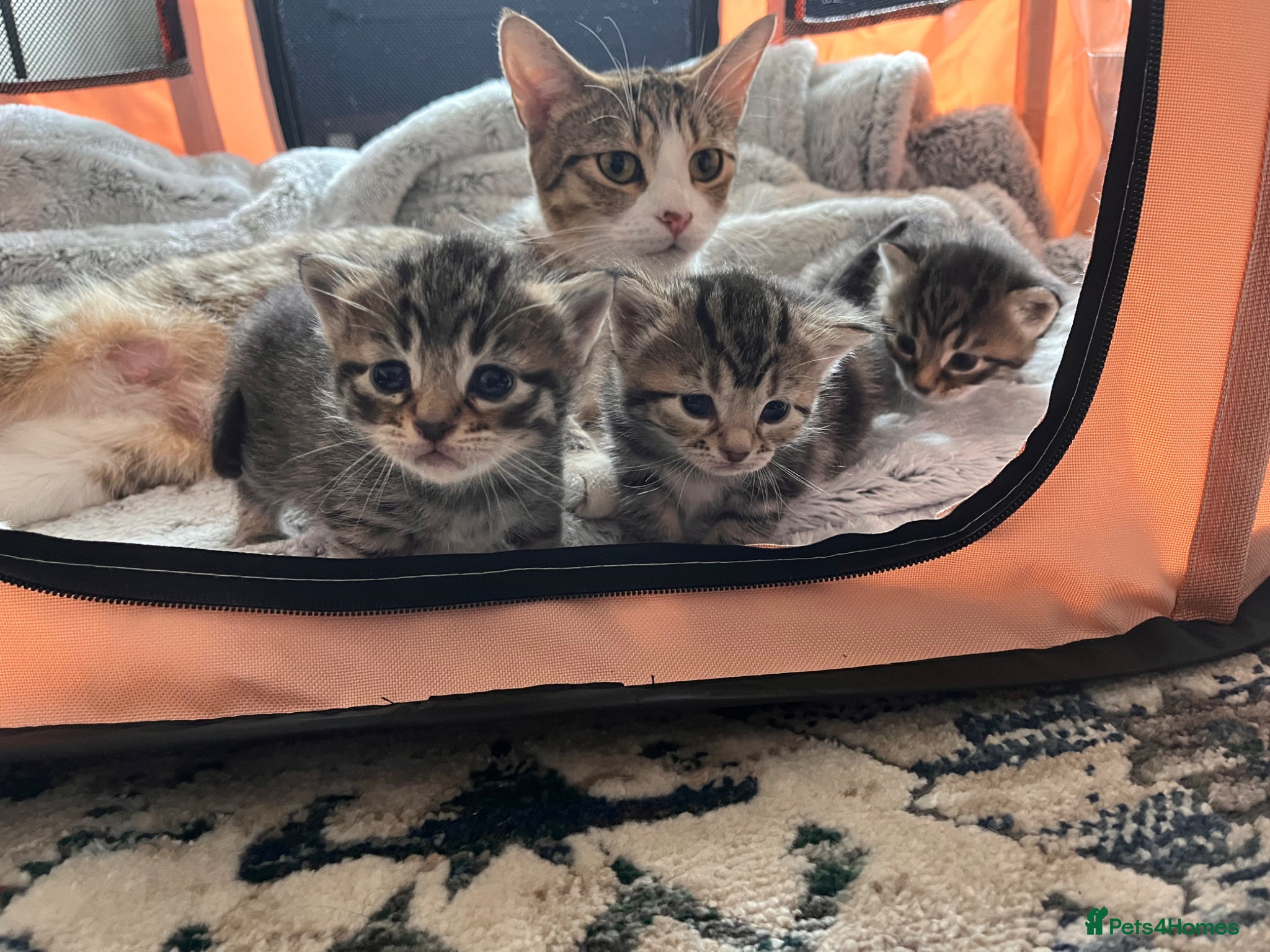 Domestic Shorthair cats 3 Beautiful Tabby Kittens - 1 Male & 2 Females - Advert 1