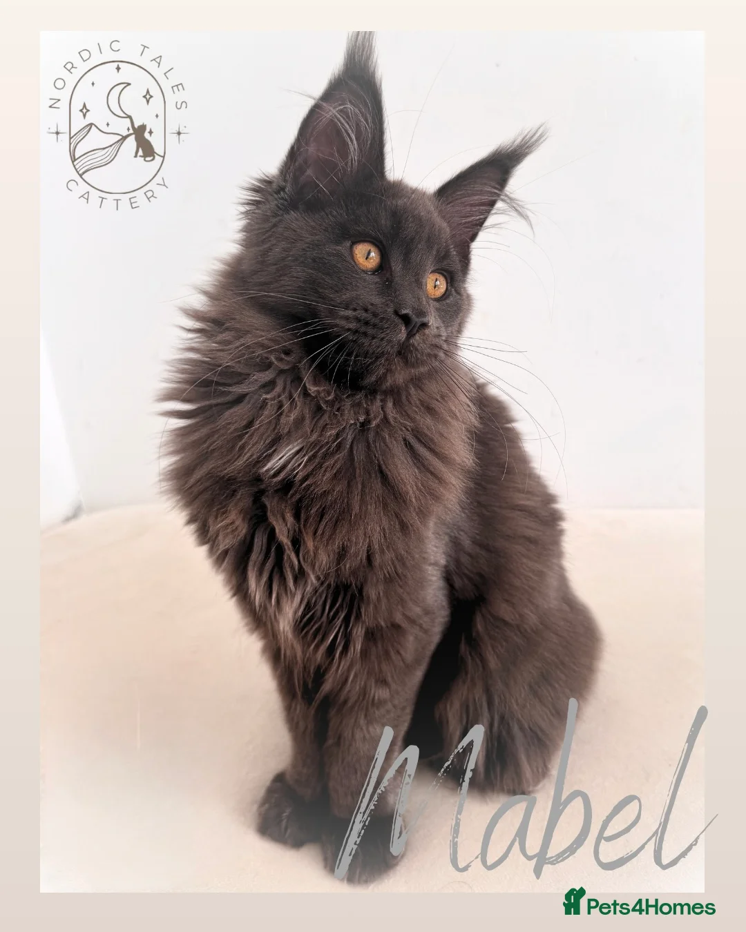 Maine Coon cats for sale: Beautiful Large Solid Blue Girl MCO - Advert 2