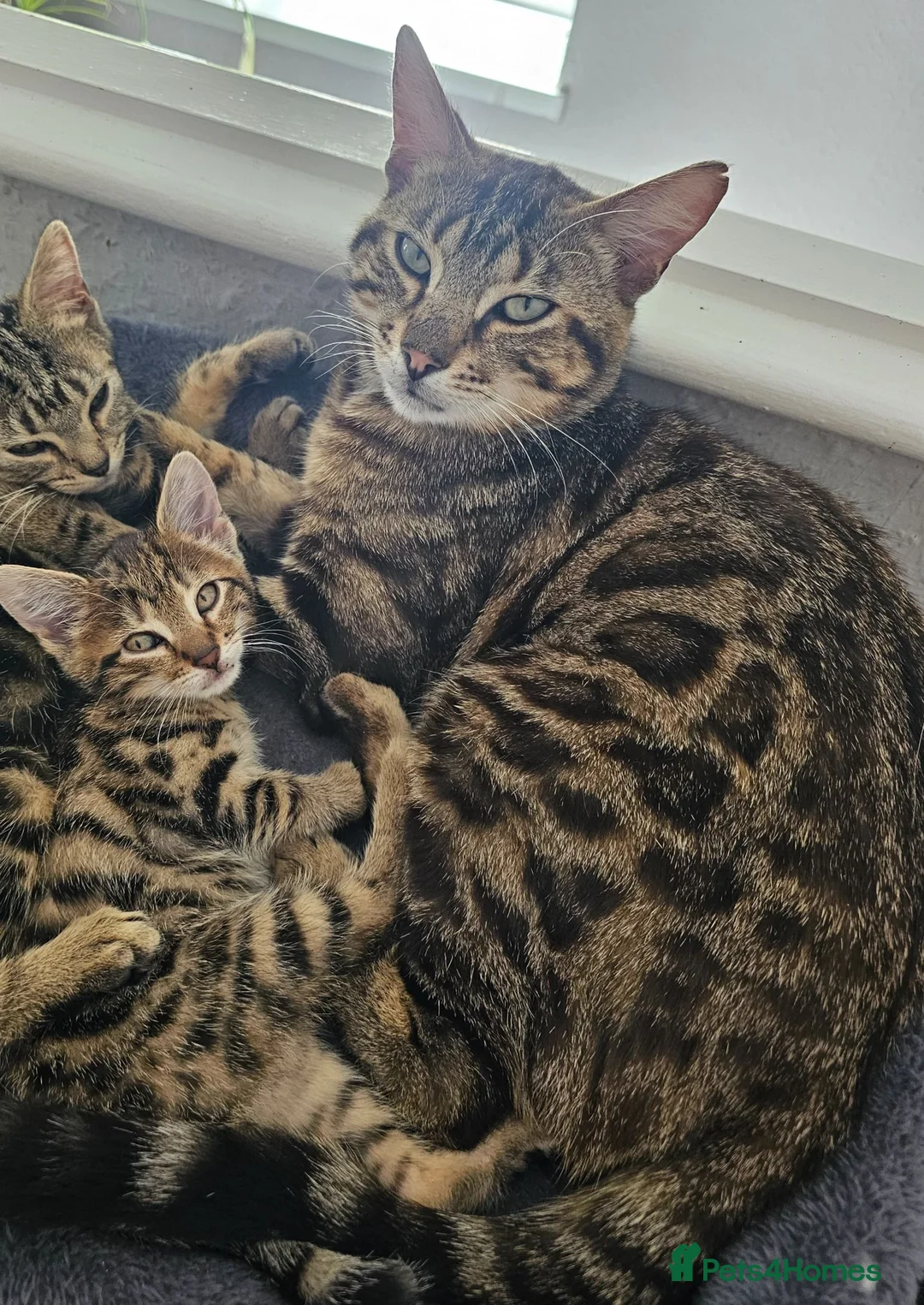 Bengal cats for sale: Bengal kitten - Advert 6