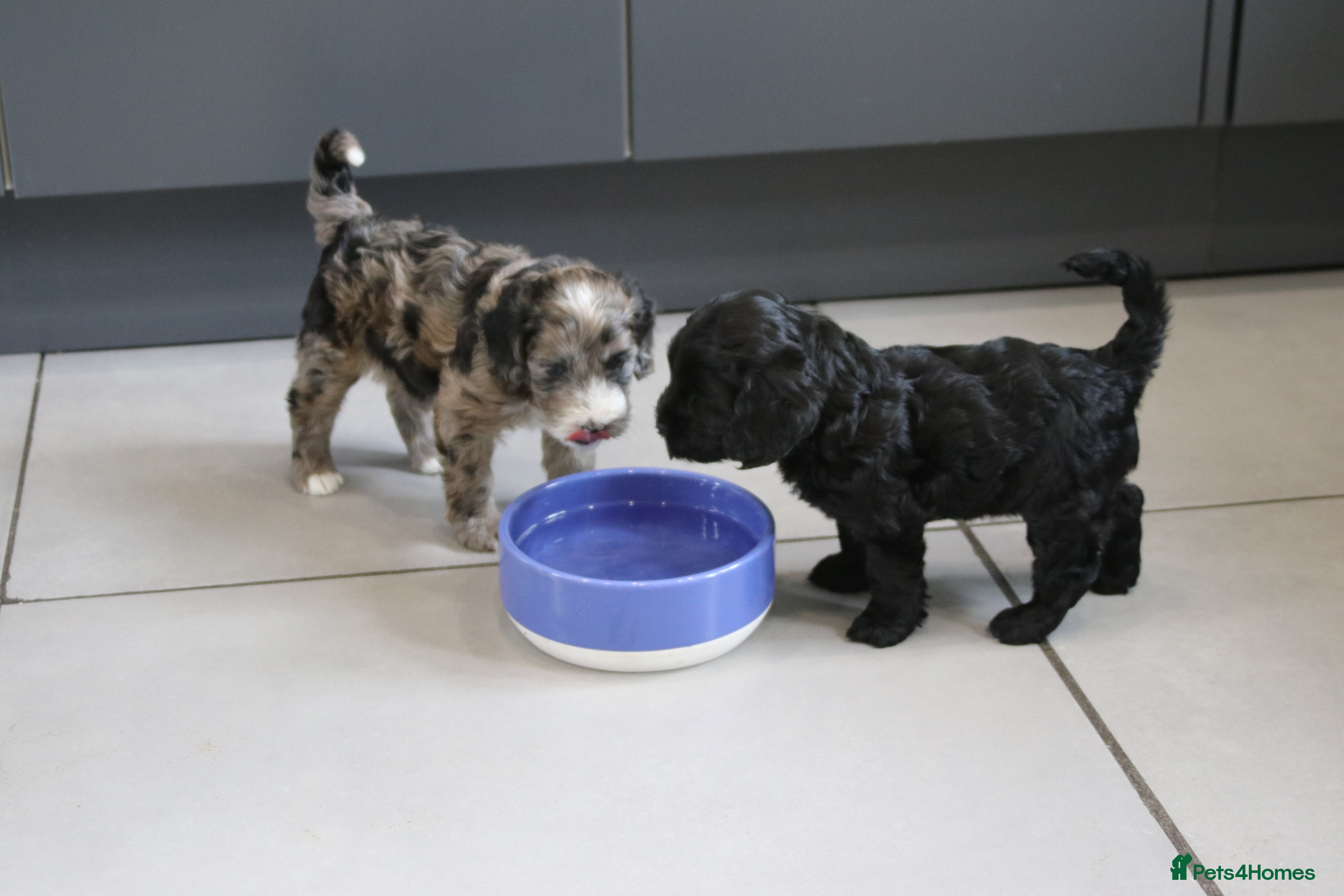 Cockapoo dogs Our gorgeous cockapoo puppies. - Advert 2