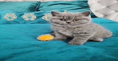 British Shorthair cats - Advert 12