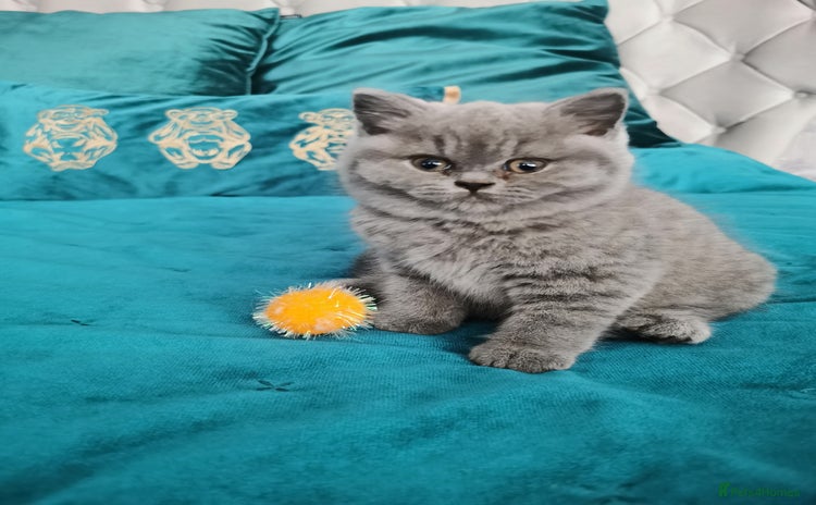British Shorthair cats - Advert 1