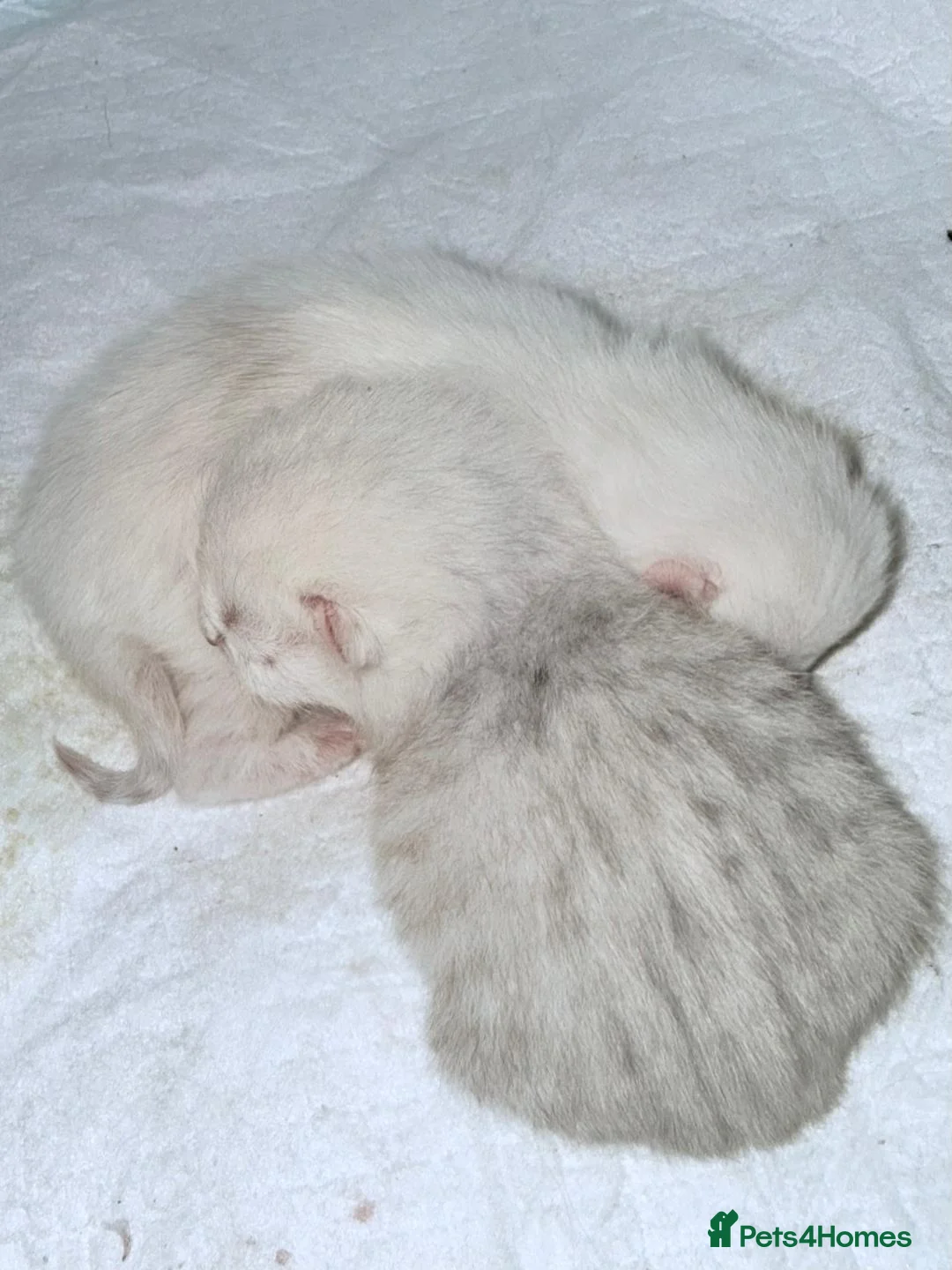 British Shorthair cats for sale: British Shorthair Silver Tipped Kittens in Stafford - Advert 2