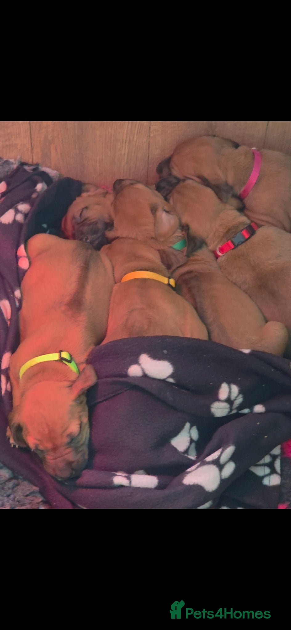 Rhodesian Ridgeback dogs Viewing 16th/17th May x3 Females - Advert 3