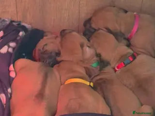 Rhodesian Ridgeback dogs Viewing 16th/17th May x3 Females - Advert 3
