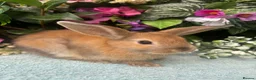 Mixed Breed rabbits for sale: 6 mini lop cross 3 female, 3 male - Advert 18