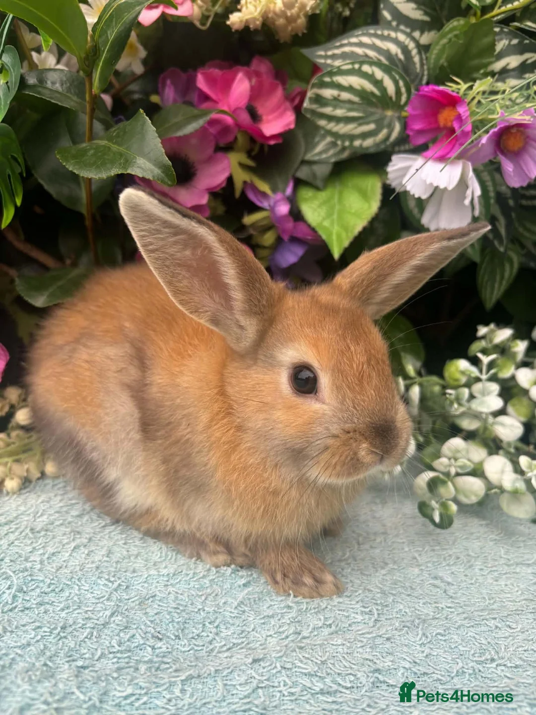 Mixed Breed rabbits for sale: 6 mini lop cross 3 female, 3 male - Advert 18