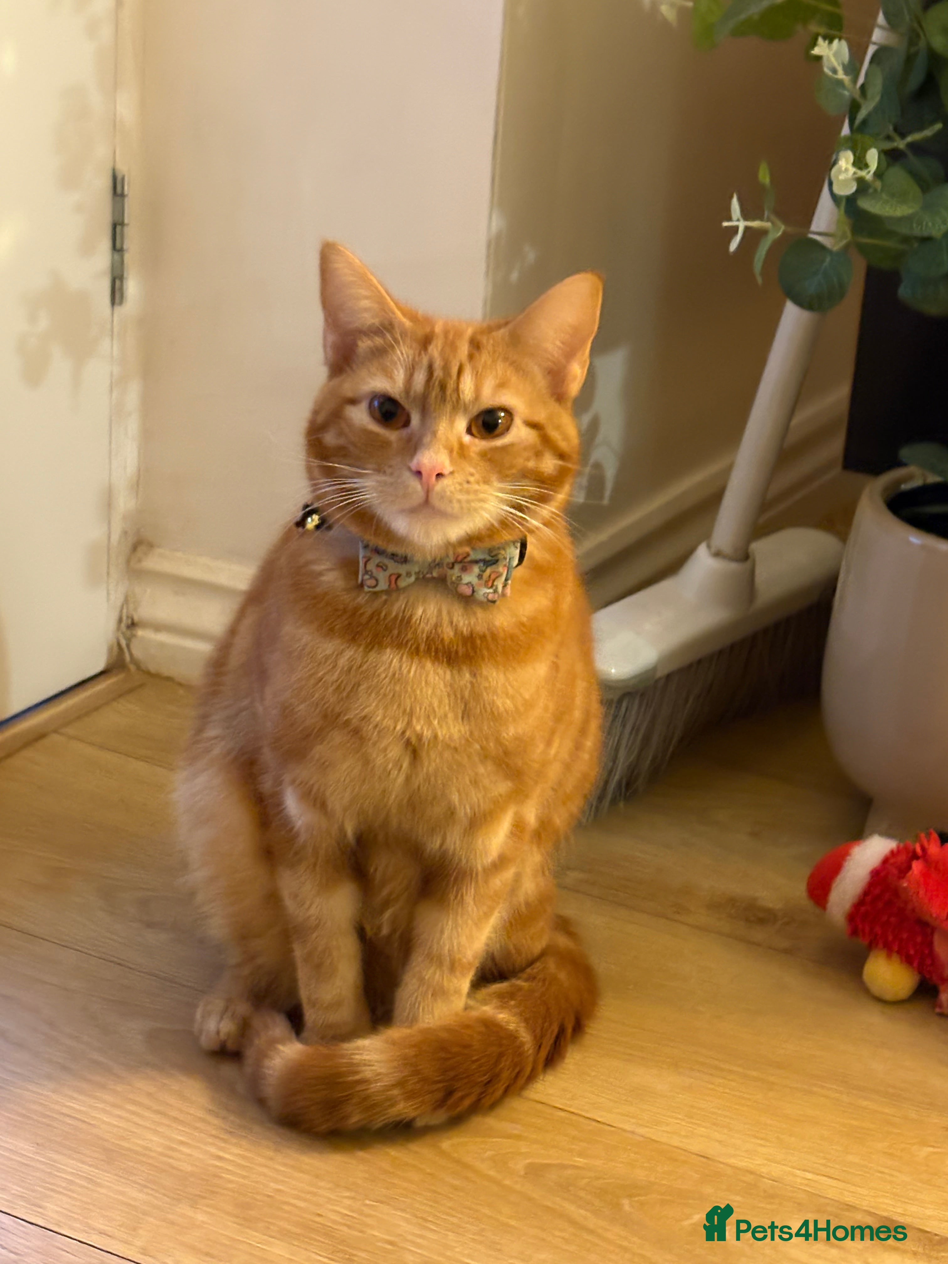 British Shorthair cats 1 year old male cat -cheddar - Advert 18