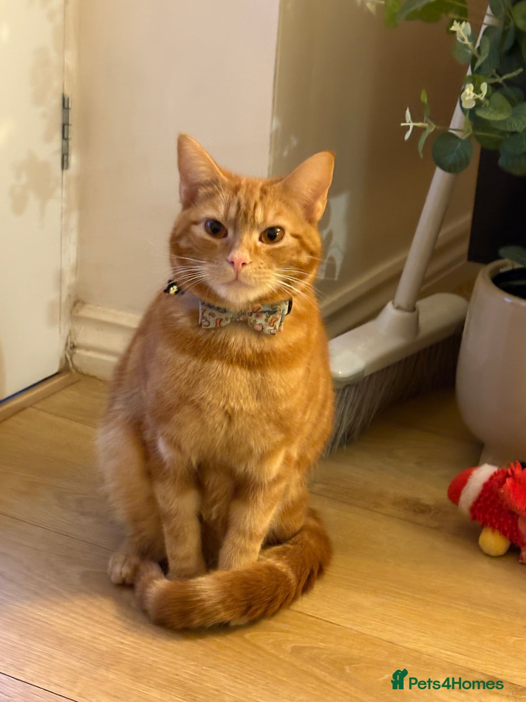 British Shorthair cats for sale: 1 year old male cat -cheddar - Advert 1