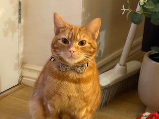 British Shorthair cats 1 year old male cat -cheddar - Advert 1