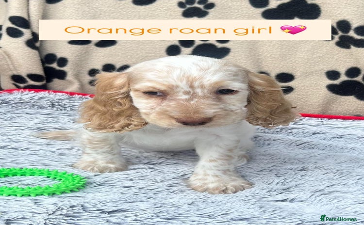 Cocker Spaniel dogs - Advert 4