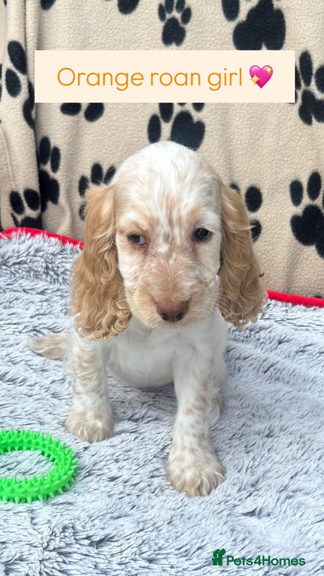 Cocker Spaniel dogs for sale: Health tested small cocker spaniels  - Image 2