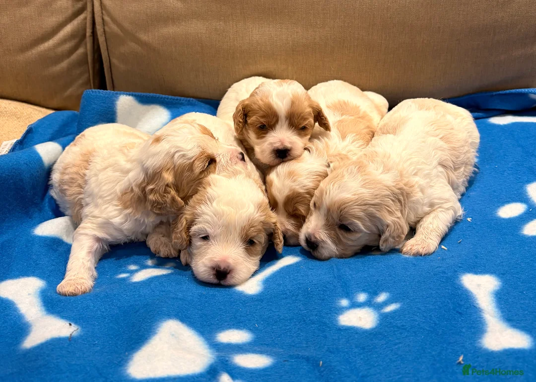 Cavapoo dogs for sale: Miniature Cavapoos  - Advert 1