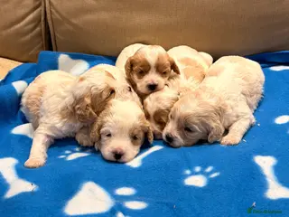 Cavapoo dogs Miniature Cavapoos - Advert 1