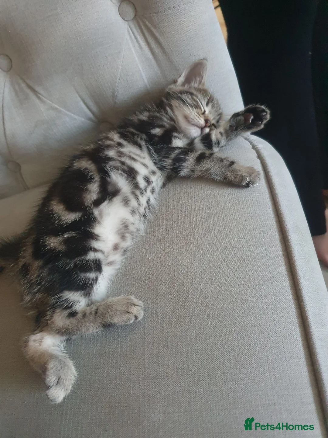 Mixed Breed cats for sale: Little girl lookin for new home  - Advert 3