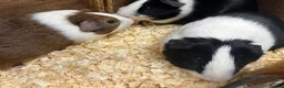 Guinea Pig rodents for sale: Male/Boars Dutch guinea pigs - Advert 5