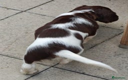 English Springer Spaniel dogs for sale: 🐾Beautiful KC Registered ES Spaniel Puppies🐾 - Image 31
