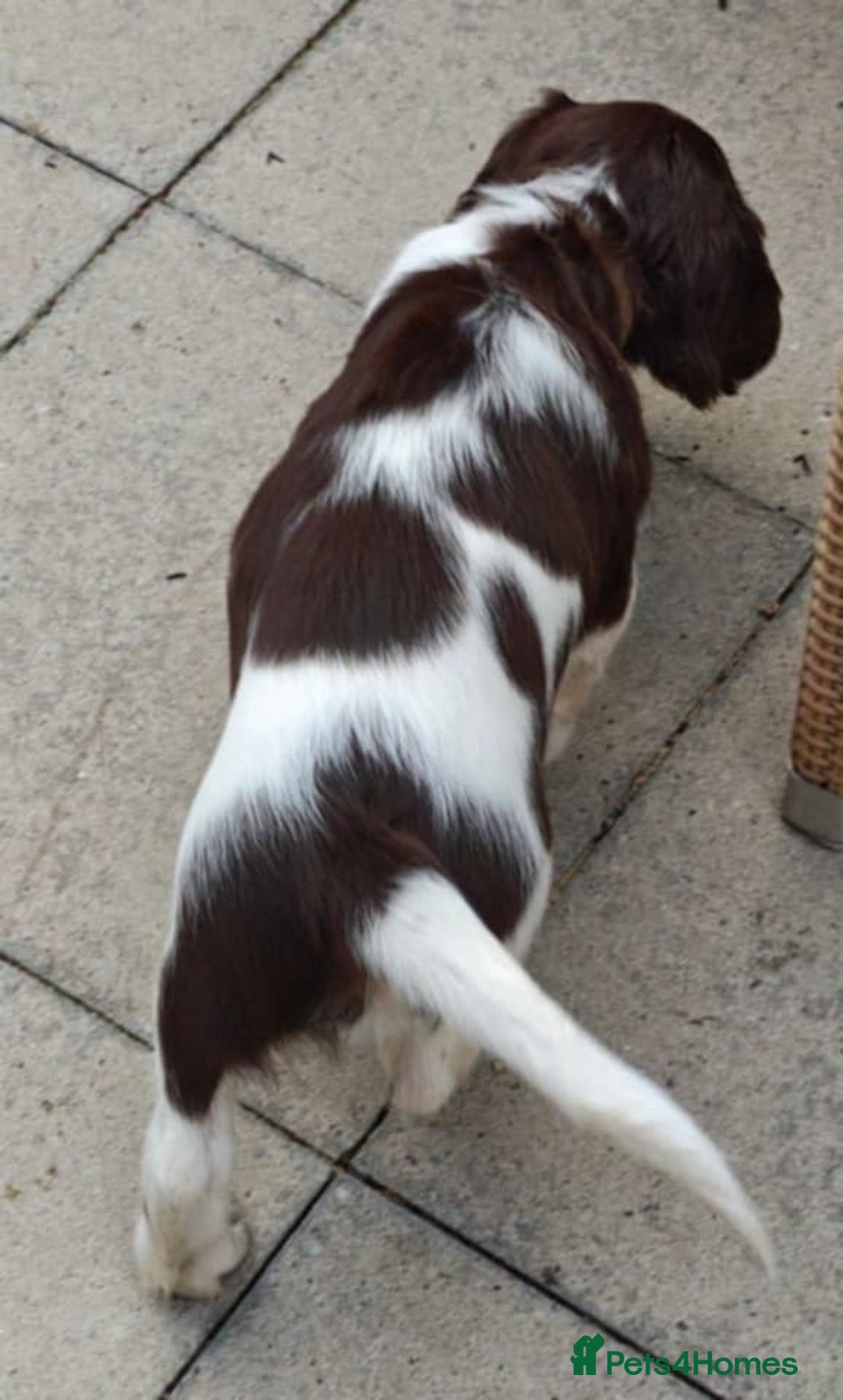 English Springer Spaniel dogs for sale: 🐾Beautiful KC Registered ES Spaniel Puppies🐾 - Image 31