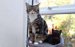 Mixed Breed cats for sale: Adorable Kittens  - Image 6