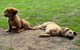 Mixed Breed dogs for adoption: MABEL- 4 months/playful/ loves dogs and kids  - Image 8