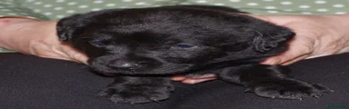 Labrador Retriever 1