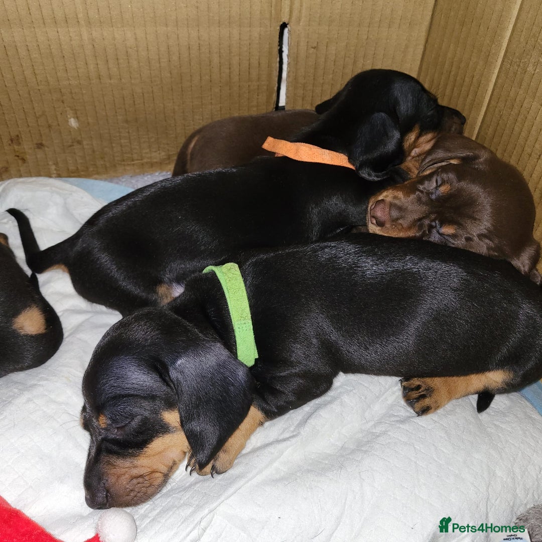 Dachshund dogs for sale: Wonderful dachshund puppies  - Advert 16