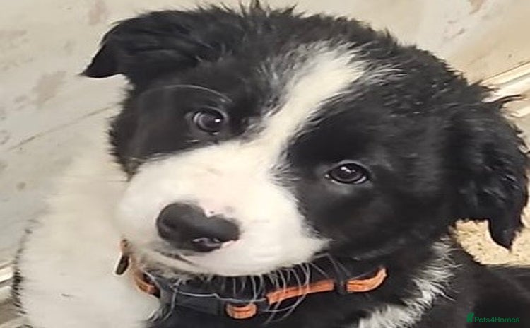 Border Collie dogs - Advert 2