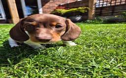 Miniature Dachshund dogs for sale: Miniature sausages Kc reg  in Wigan - Image 25