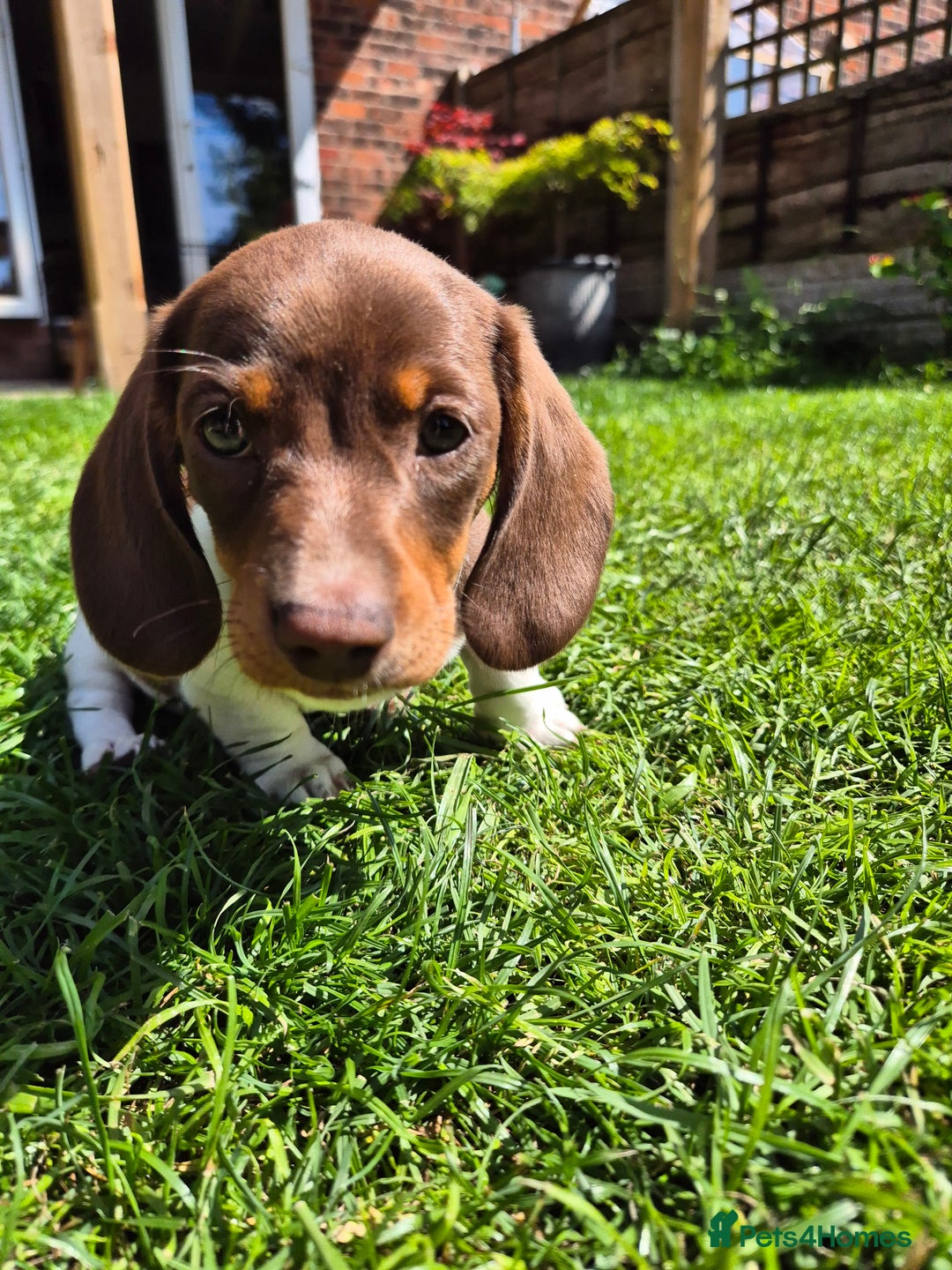 Miniature Dachshund dogs for sale: Miniature sausages Kc reg  in Wigan - Image 25
