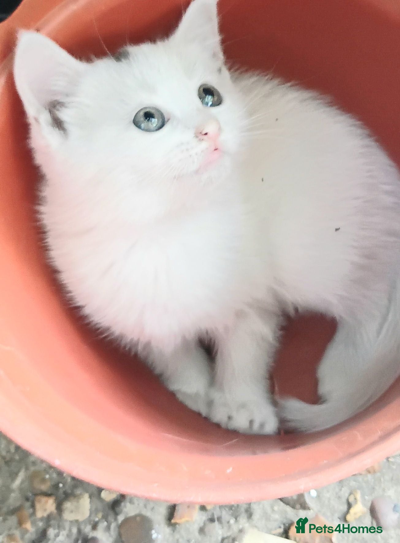 British Shorthair cats 4 super cute fluffy kittens  - Advert 1