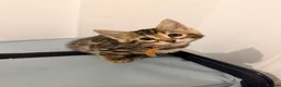 Bengal cats for sale: 2 female bengals  - Advert 3