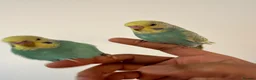 Budgerigars birds for sale: Baby Budgies Tamed/Semi Tamed - Advert 6