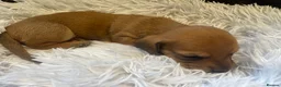 Miniature Dachshund dogs for sale: Beautiful Purebred Miniature Dachshund Puppies 🐾 - Advert 22