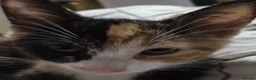 Domestic Shorthair cats for sale: 5 beautiful lovely kittens 🐾🐾 in Boston - Advert 13