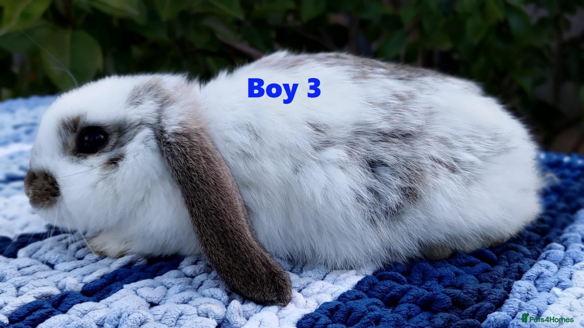 Mini Lop rabbits Cute French x Mini Lop Ready to Go!!! - Advert 2
