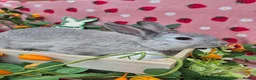 Mini Lop rabbits for sale: Very very tame chin grey mini lop - Advert 5