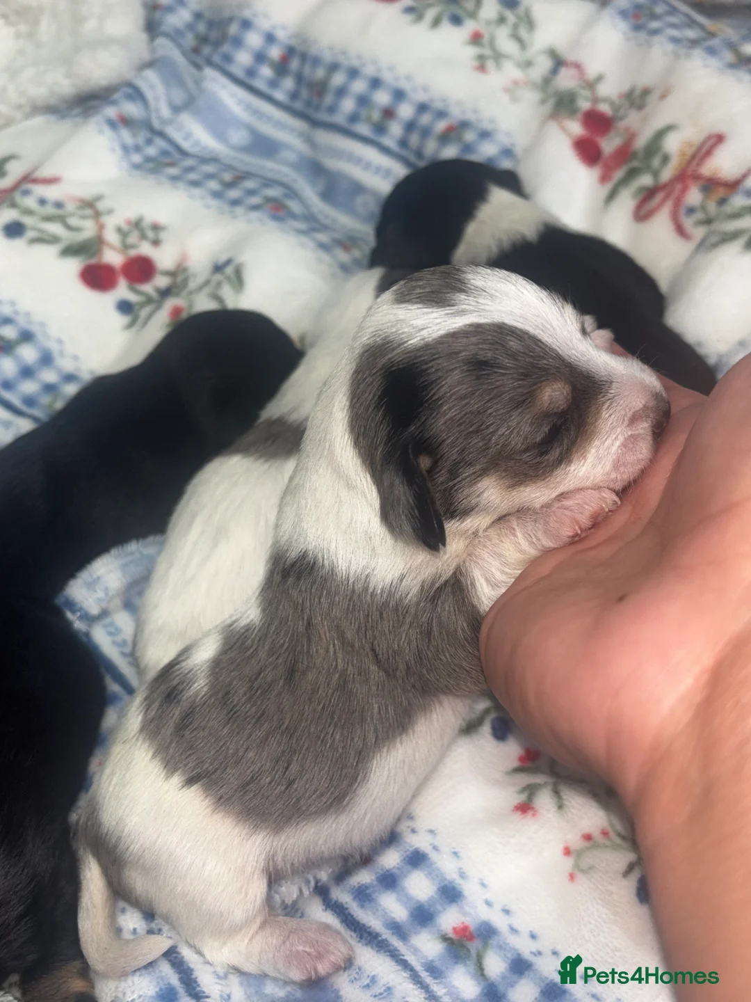 Mixed Breed dogs for sale: Terriers for new homes  - Advert 9