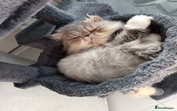Persian cats for sale: Persian Female - Image 7