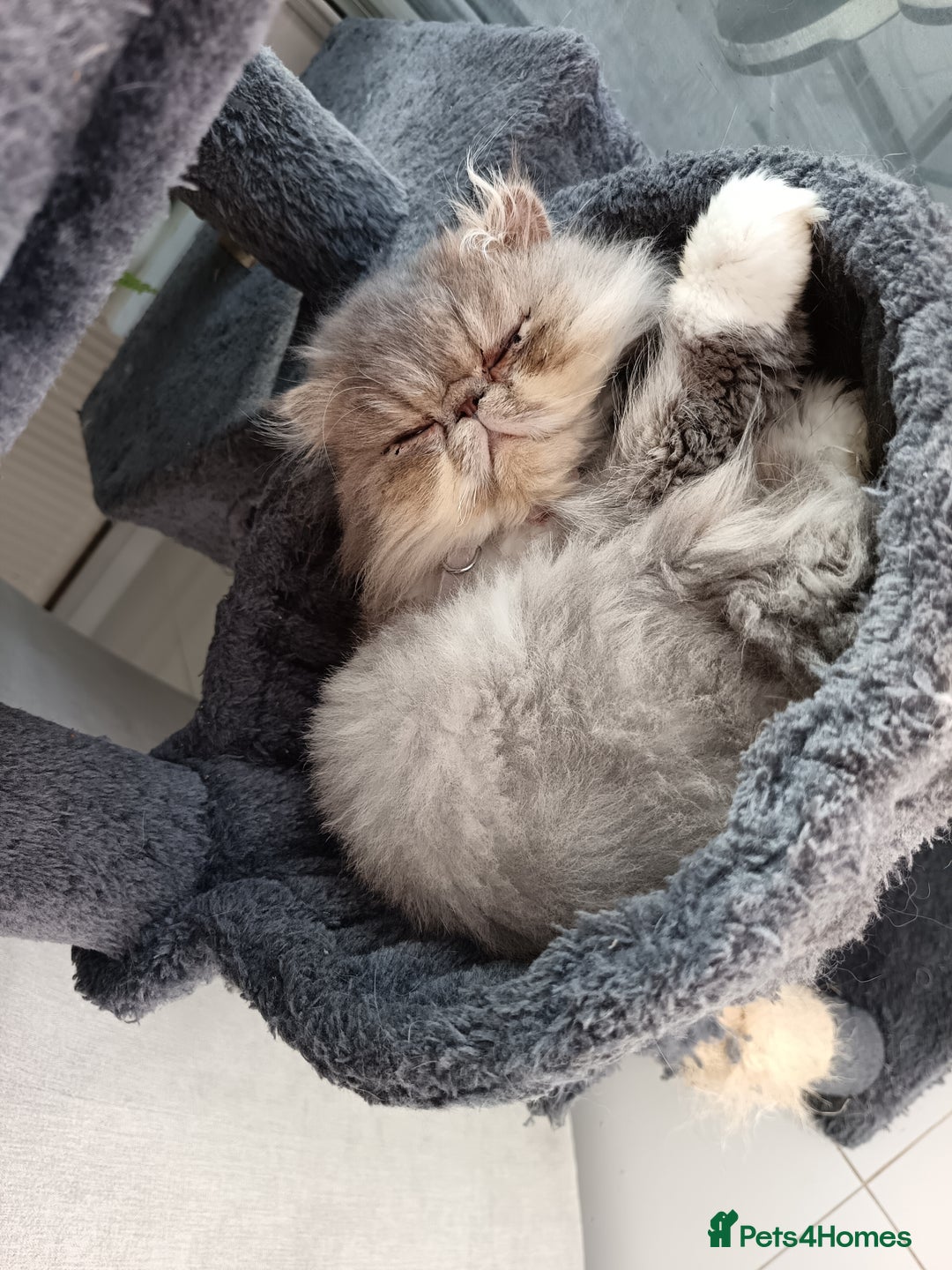 Persian cats for sale: Persian Female - Image 7