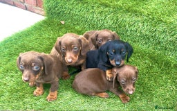 Miniature Dachshund dogs for sale: Miniature daschunds - Image 3