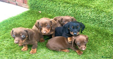 Miniature Dachshund dogs - Advert 5